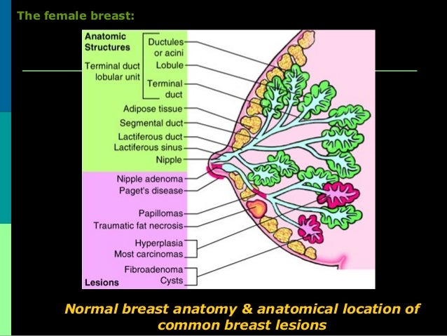 breast acini parenchymal Does sex relief stress